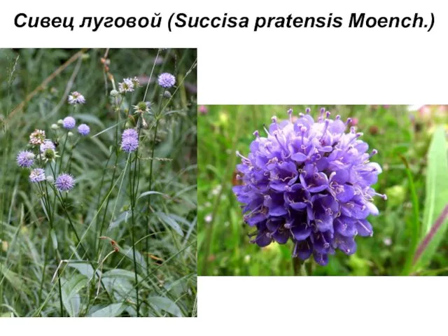 Сивец луговой (Succisa pratensis Moench.)