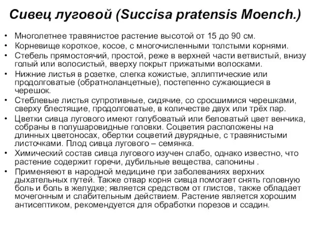 Сивец луговой (Succisa pratensis Moench.) Многолетнее травянистое растение высотой от