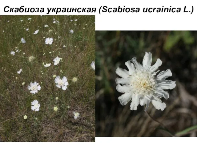 Скабиоза украинская (Scabiosa ucrainica L.)