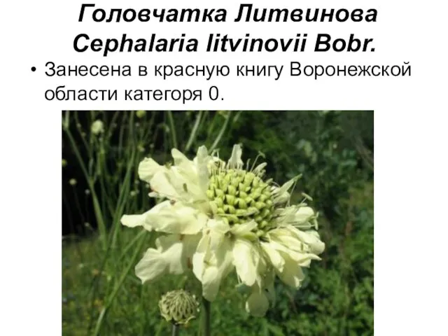 Головчатка Литвинова Cephalaria litvinovii Bobr. Занесена в красную книгу Воронежской области категоря 0.