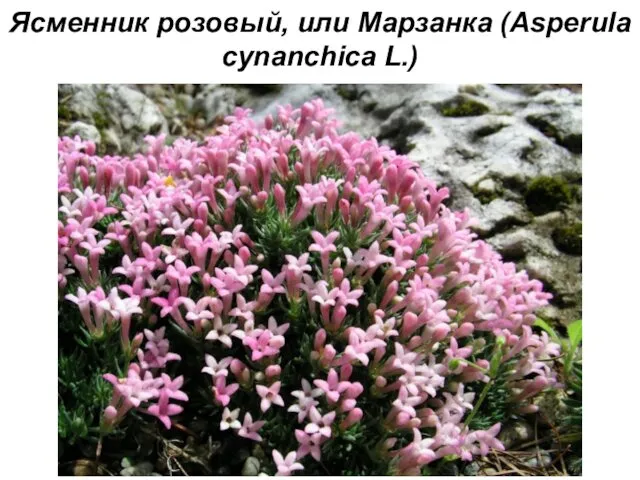 Ясменник розовый, или Марзанка (Asperula cynanchica L.)