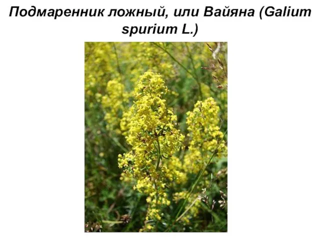 Подмаренник ложный, или Вайяна (Galium spurium L.)