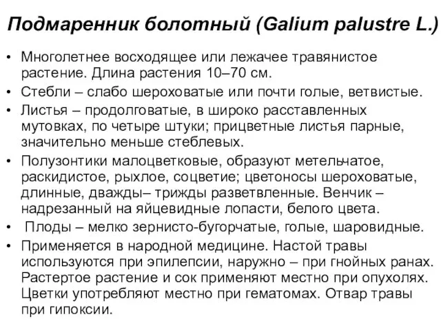 Подмаренник болотный (Galium palustre L.) Многолетнее восходящее или лежачее травянистое