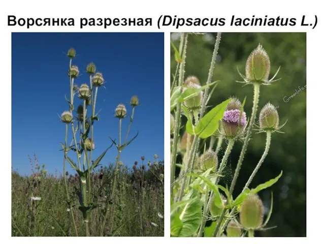 Ворсянка разрезная (Dipsacus laciniatus L.)