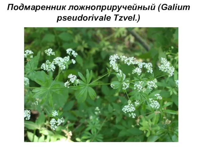 Подмаренник ложноприручейный (Galium pseudorivale Tzvel.)