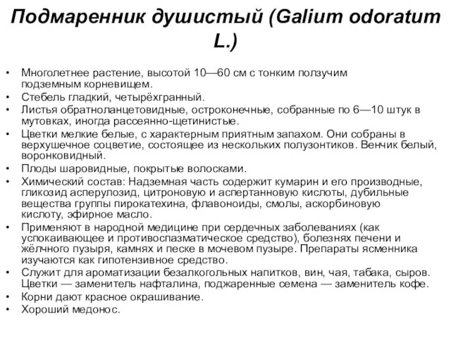 Подмаренник душистый (Galium odoratum L.) Многолетнее растение, высотой 10—60 см