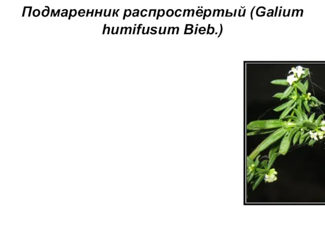 Подмаренник распростёртый (Galium humifusum Bieb.)