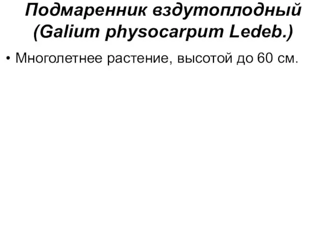 Многолетнее растение, высотой до 60 см. Подмаренник вздутоплодный (Galium physocarpum Ledeb.)