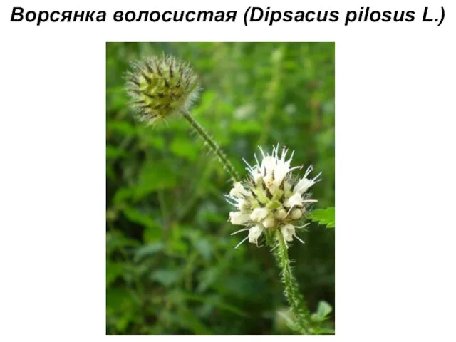 Ворсянка волосистая (Dipsacus pilosus L.)