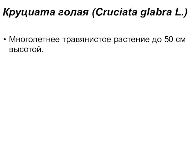 Многолетнее травянистое растение до 50 см высотой. Круциата голая (Cruciata glabra L.)