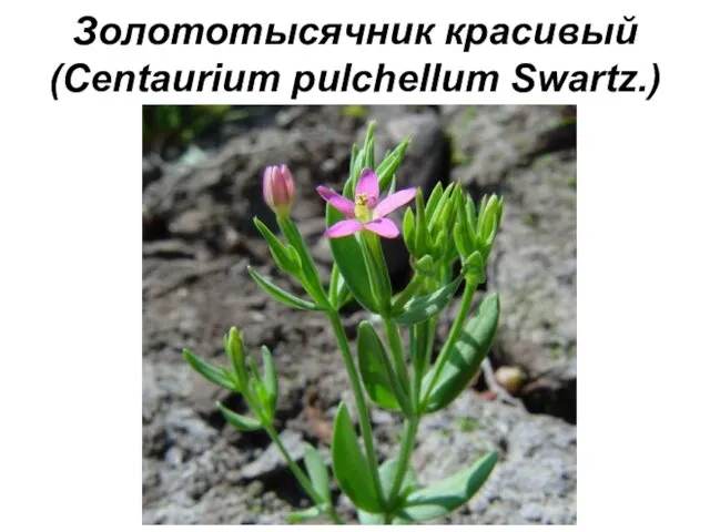 Золототысячник красивый (Centaurium pulchellum Swartz.)