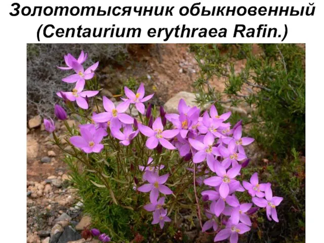 Золототысячник обыкновенный (Centaurium erythraea Rafin.)