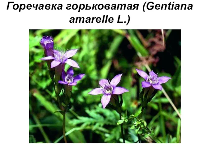 Горечавка горьковатая (Gentiana amarelle L.)