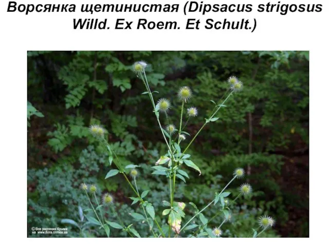 Ворсянка щетинистая (Dipsacus strigosus Willd. Ex Roem. Et Schult.)