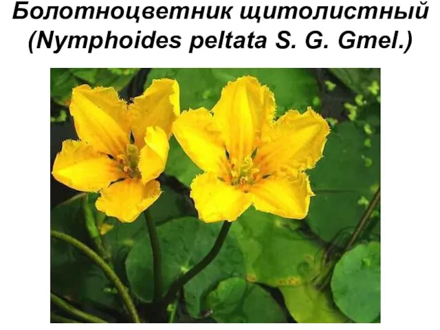 Болотноцветник щитолистный (Nymphoides peltata S. G. Gmel.)