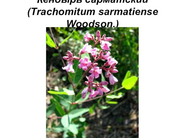 Кендырь сарматский (Trachomitum sarmatiense Woodson.)