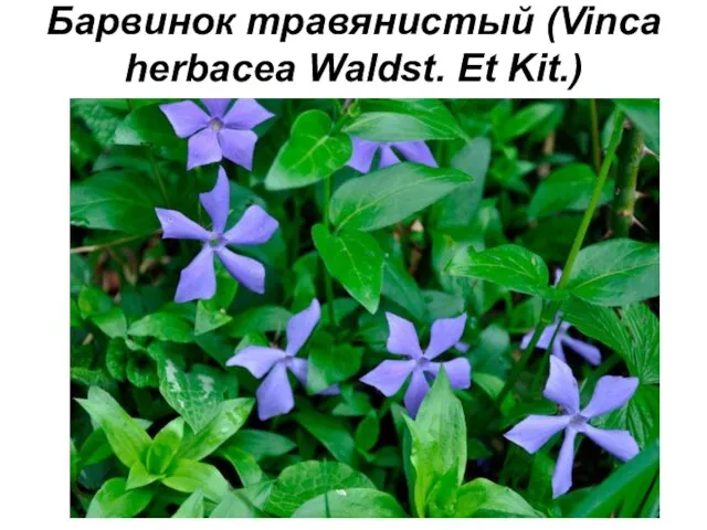 Барвинок травянистый (Vinca herbacea Waldst. Et Kit.)