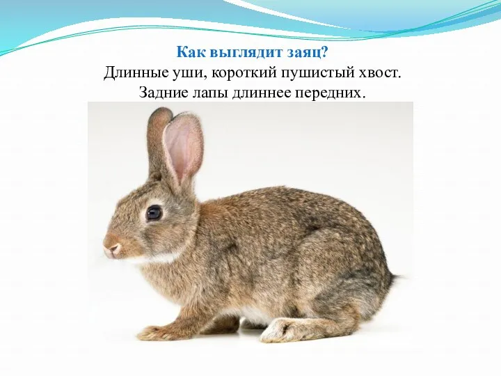 Как выглядит заяц? Длинные уши, короткий пушистый хвост. Задние лапы длиннее передних.