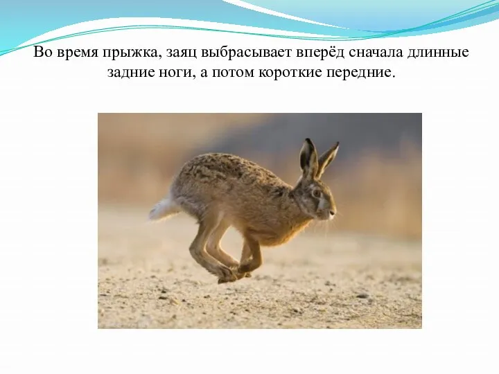 Во время прыжка, заяц выбрасывает вперёд сначала длинные задние ноги, а потом короткие передние.