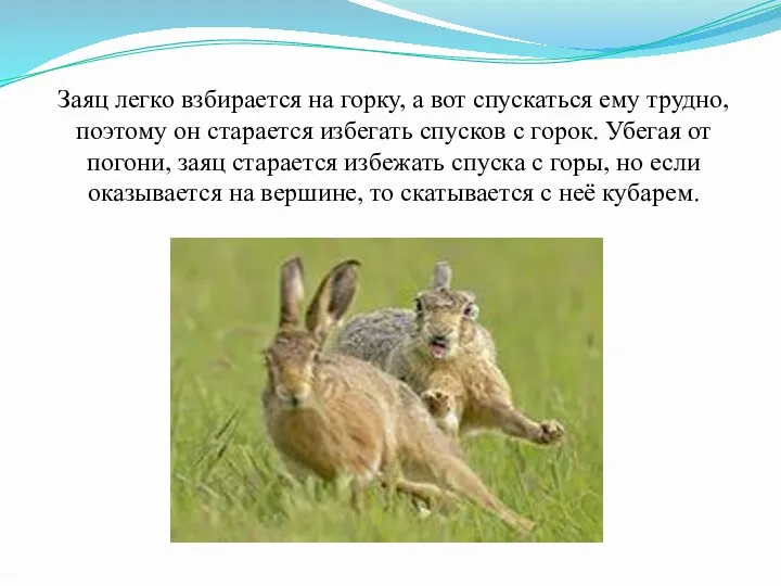 Заяц легко взбирается на горку, а вот спускаться ему трудно, поэтому он старается