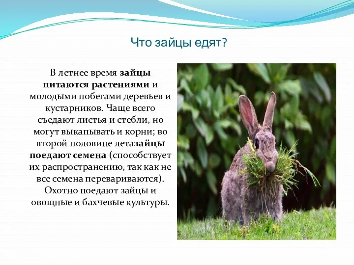 Что зайцы едят? В летнее время зайцы питаются растениями и молодыми побегами деревьев