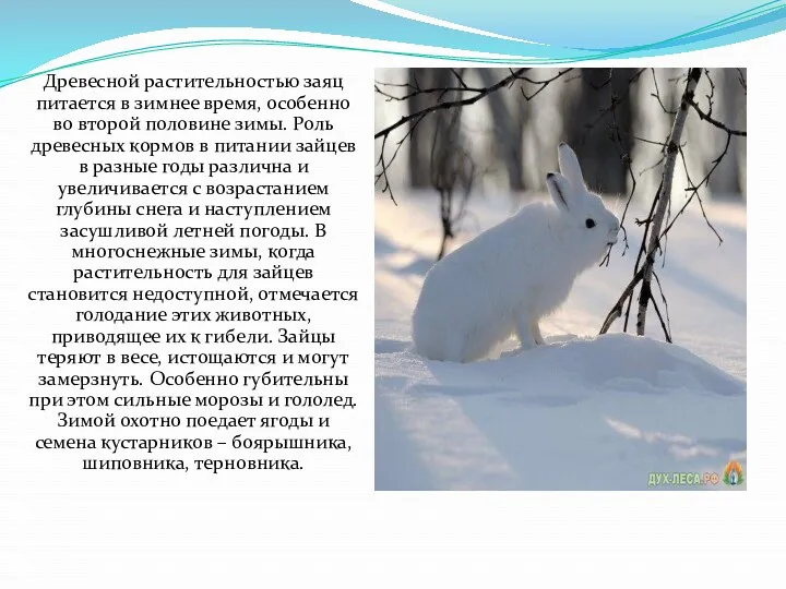 Древесной растительностью заяц питается в зимнее время, особенно во второй половине зимы. Роль
