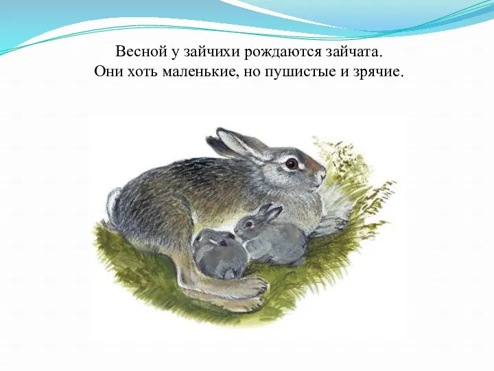 Весной у зайчихи рождаются зайчата. Они хоть маленькие, но пушистые и зрячие.