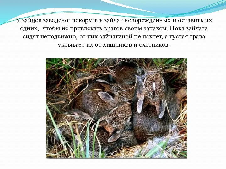 У зайцев заведено: покормить зайчат новорожденных и оставить их одних, чтобы не привлекать