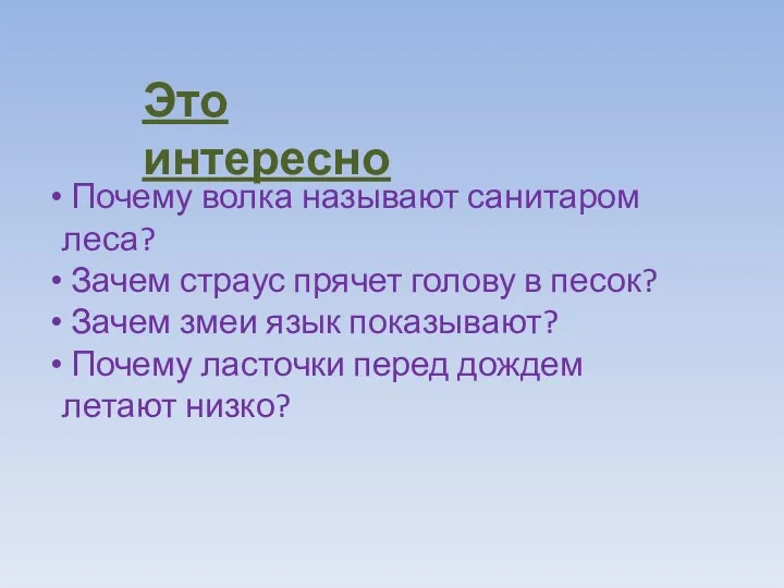 Почему волка называют санитаром леса? Зачем страус прячет голову в