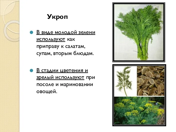 Укроп В виде молодой зелени используют как приправу к салатам,