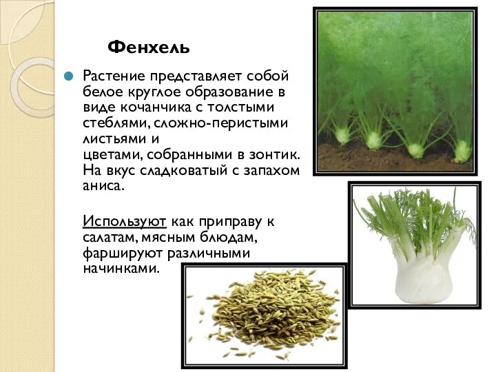 Фенхель Растение представляет собой белое круглое образование в виде кочанчика