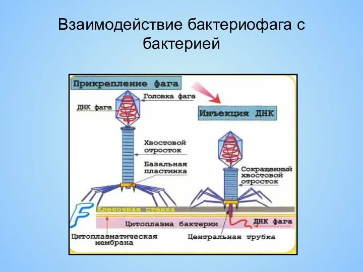 Взаимодействие бактериофага с бактерией