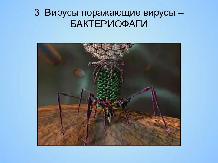 3. Вирусы поражающие вирусы – БАКТЕРИОФАГИ