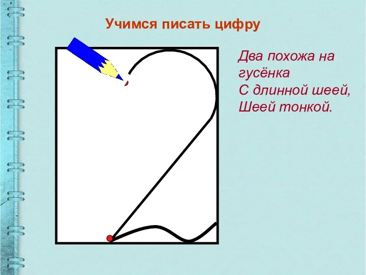 Учимся писать цифру Два похожа на гусёнка С длинной шеей, Шеей тонкой.