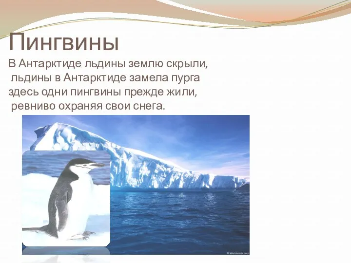 Пингвины В Антарктиде льдины землю скрыли, льдины в Антарктиде замела пурга здесь одни