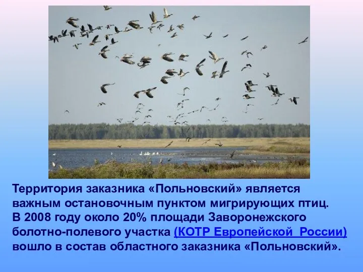 Территория заказника «Польновский» является важным остановочным пунктом мигрирующих птиц. В 2008 году около