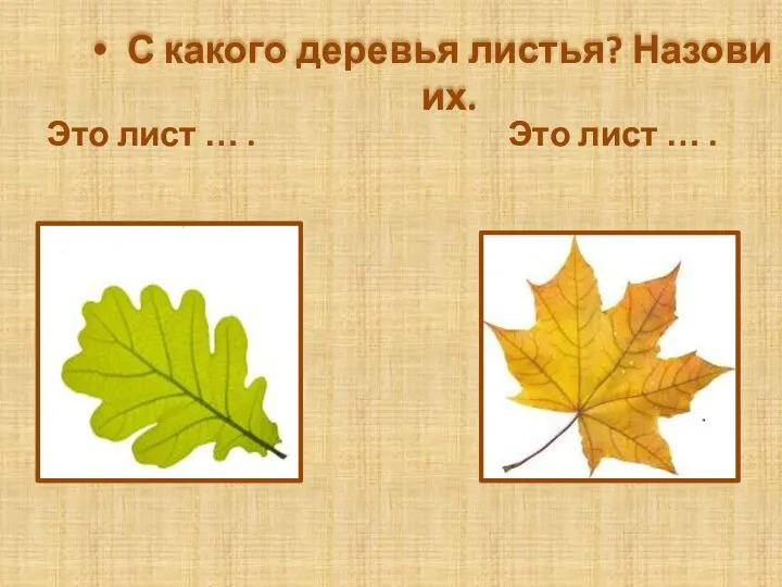 С какого деревья листья? Назови их. Это лист … . Это лист … .