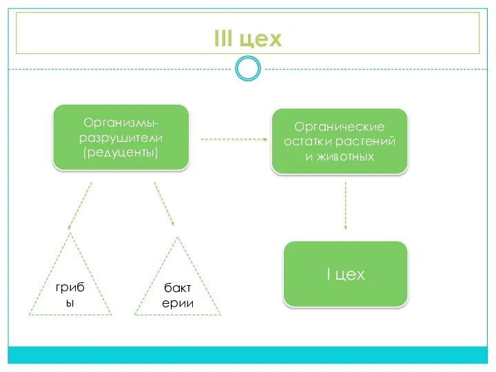 III цех Организмы-разрушители (редуценты) Органические остатки растений и животных грибы бактерии I цех