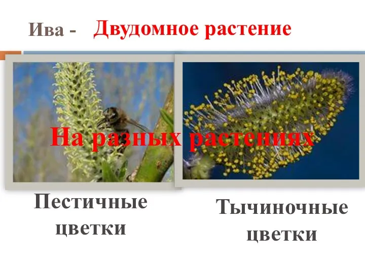 Ива - Пестичные цветки Тычиночные цветки Двудомное растение На разных растениях