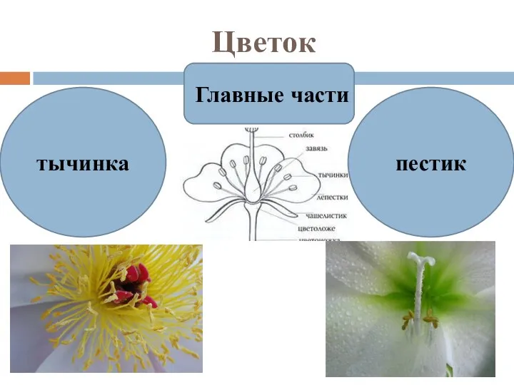 Цветок Главные части тычинка пестик