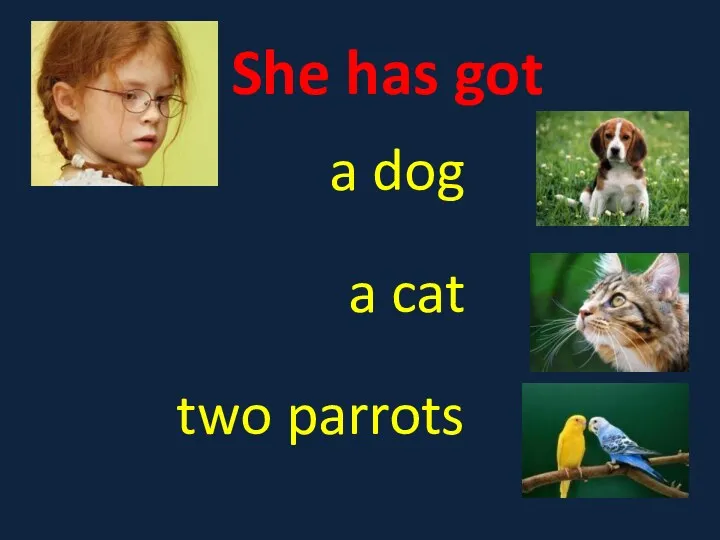 She has got a dog a cat two parrots