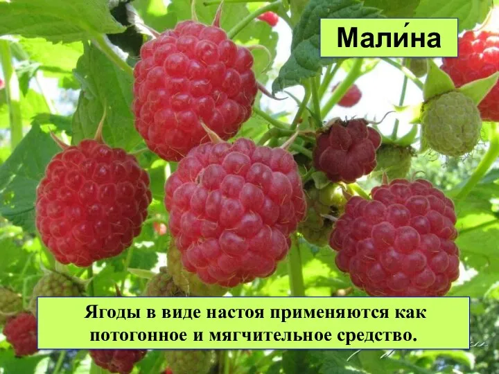 Мали́на Ягоды в виде настоя применяются как потогонное и мягчительное средство.