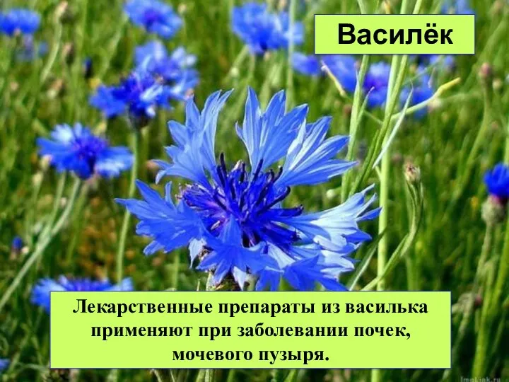 Василёк Лекарственные препараты из василька применяют при заболевании почек, мочевого пузыря.