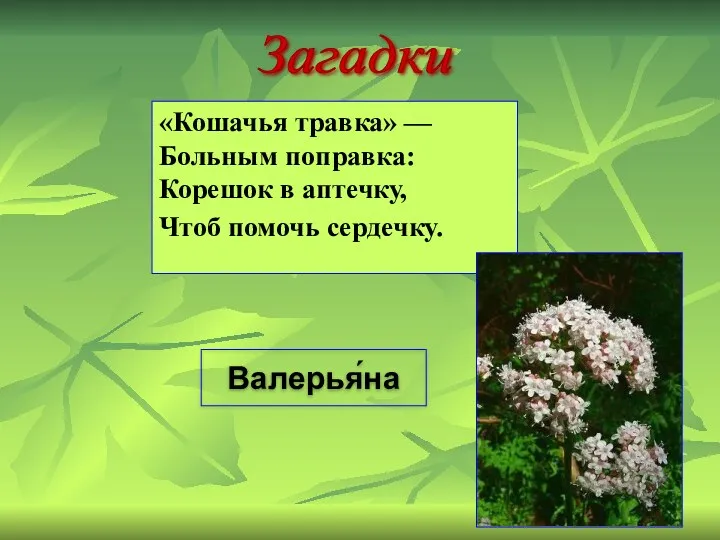 «Кошачья травка» — Больным поправка: Корешок в аптечку, Чтоб помочь сердечку. Валерья́на Загадки