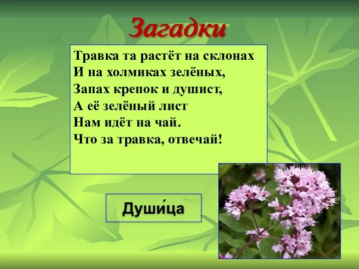 Травка та растёт на склонах И на холмиках зелёных, Запах