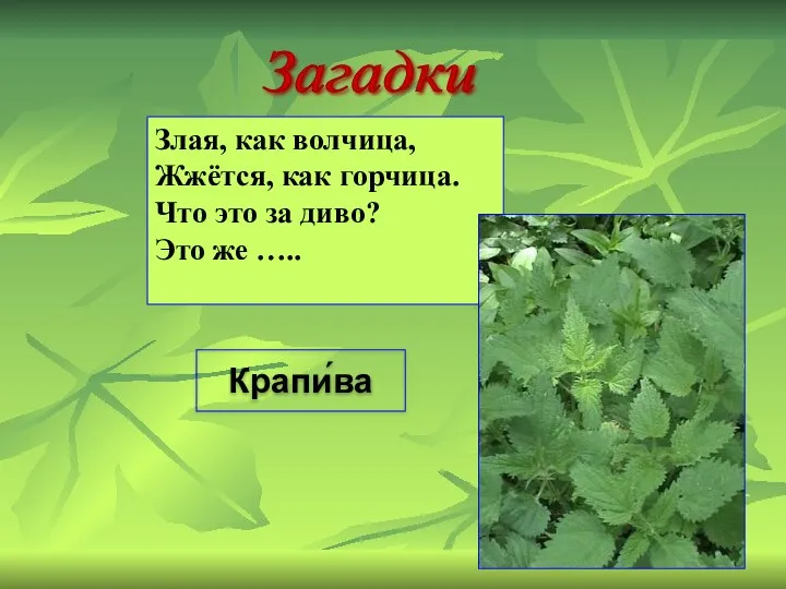 Злая, как волчица, Жжётся, как горчица. Что это за диво? Это же ….. Крапи́ва Загадки