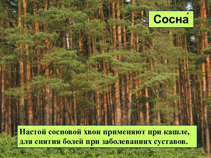 Настой сосновой хвои применяют при кашле, для снятия болей при заболеваниях суставов. Сосна́