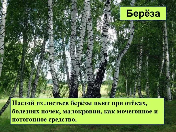 Настой из листьев берёзы пьют при отёках, болезнях почек, малокровии, как мочегонное и потогонное средство. Берёза