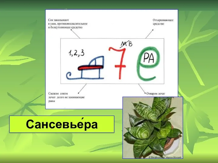 Сансевье́ра