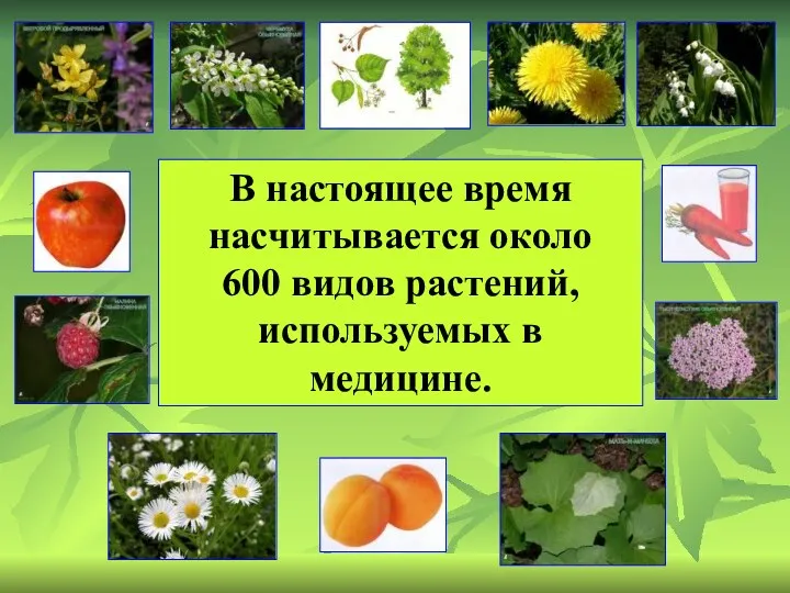 В настоящее время насчитывается около 600 видов растений, используемых в медицине.